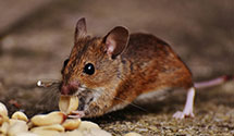 24 Hour & Emergency Exterminators in Lawrenceburg, IN
